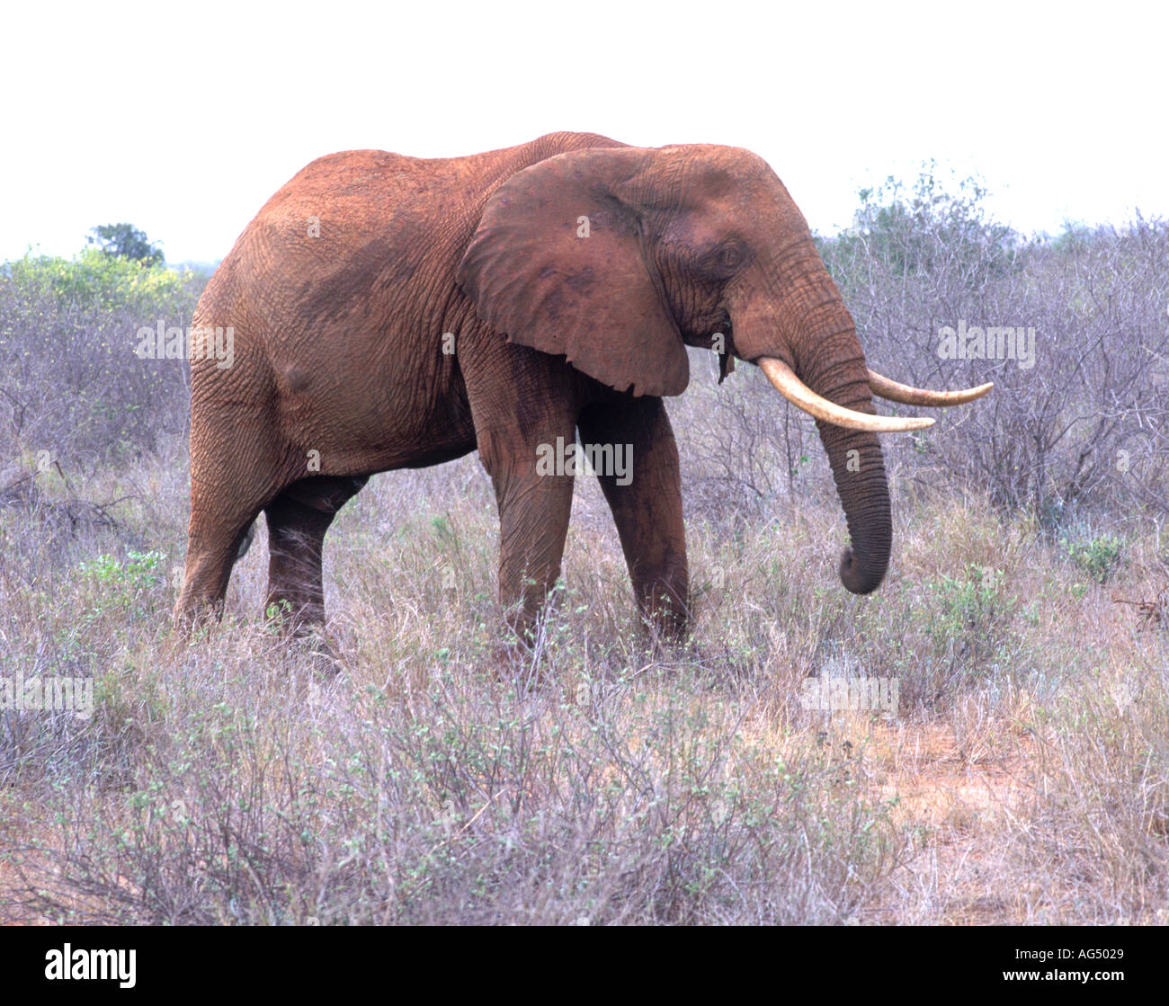 Dans l'éléphant d'Afrique Kenya Masai Mara Banque D'Images