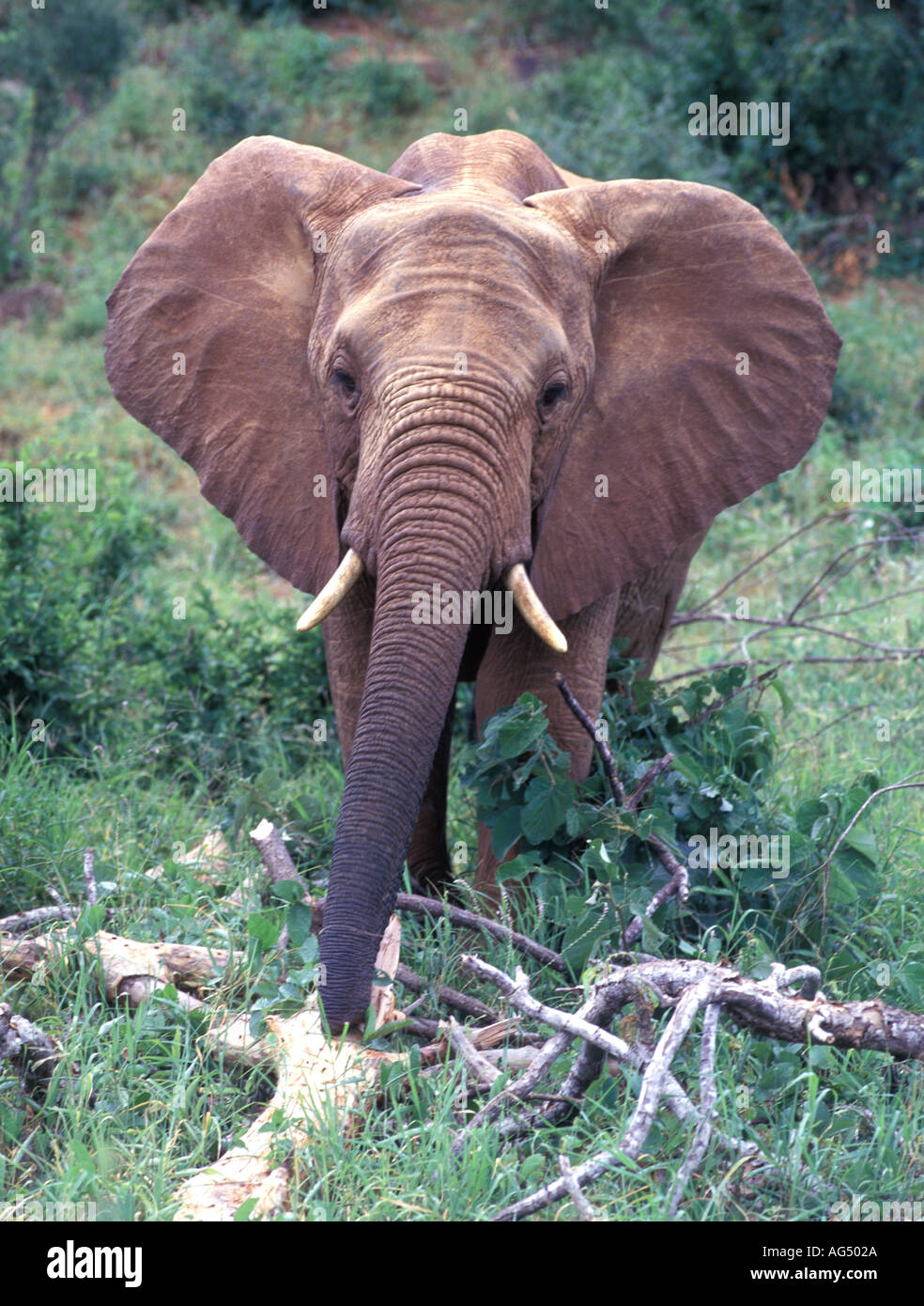 Dans l'éléphant d'Afrique Kenya Masai Mara Banque D'Images