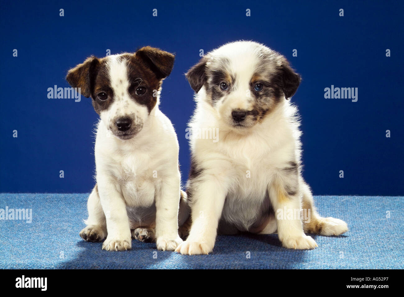 Jack Russell Terrier puppy et Berger Australien chiot - séance Banque D'Images