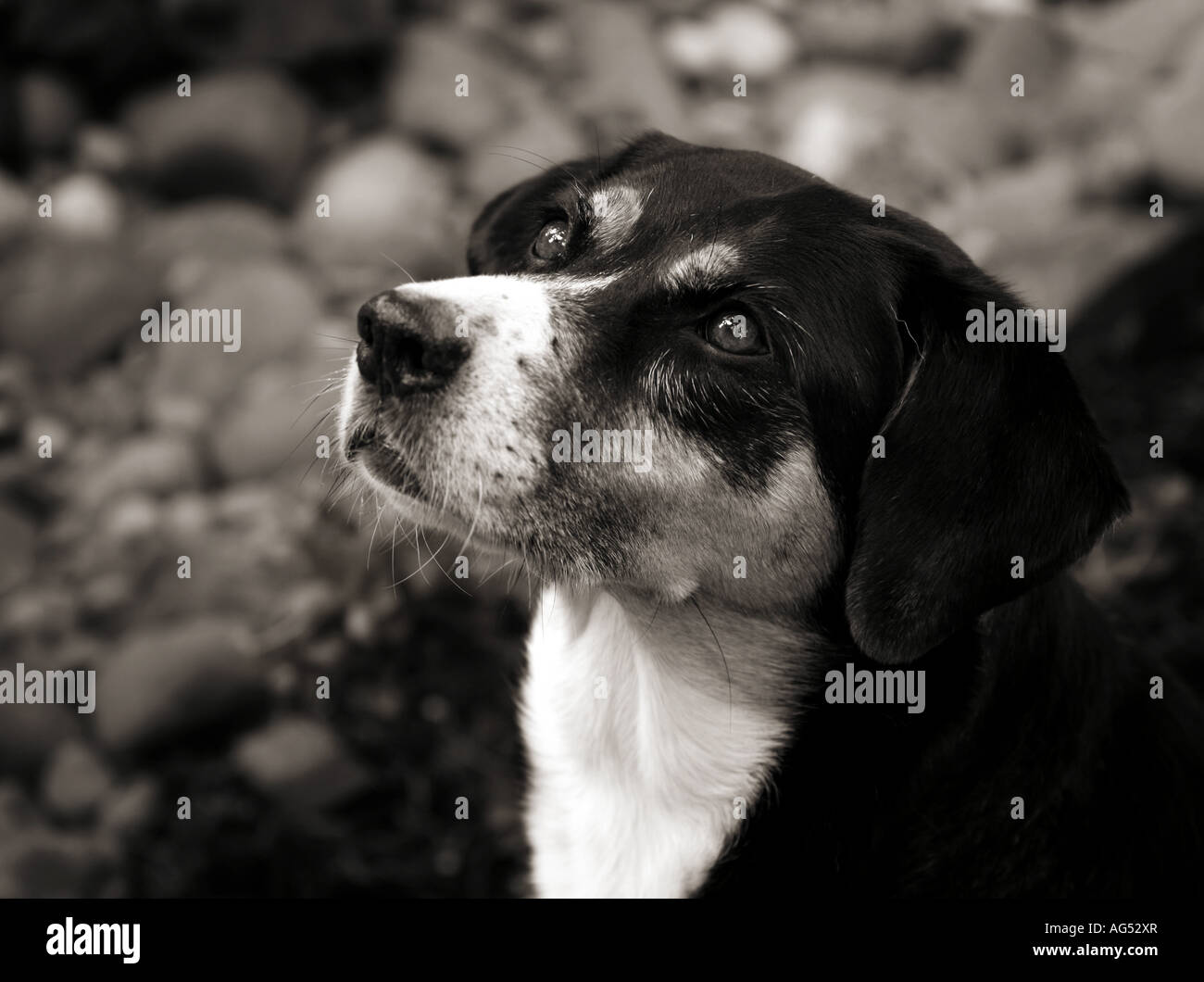 Image en noir et blanc d'un chien adulte. Banque D'Images