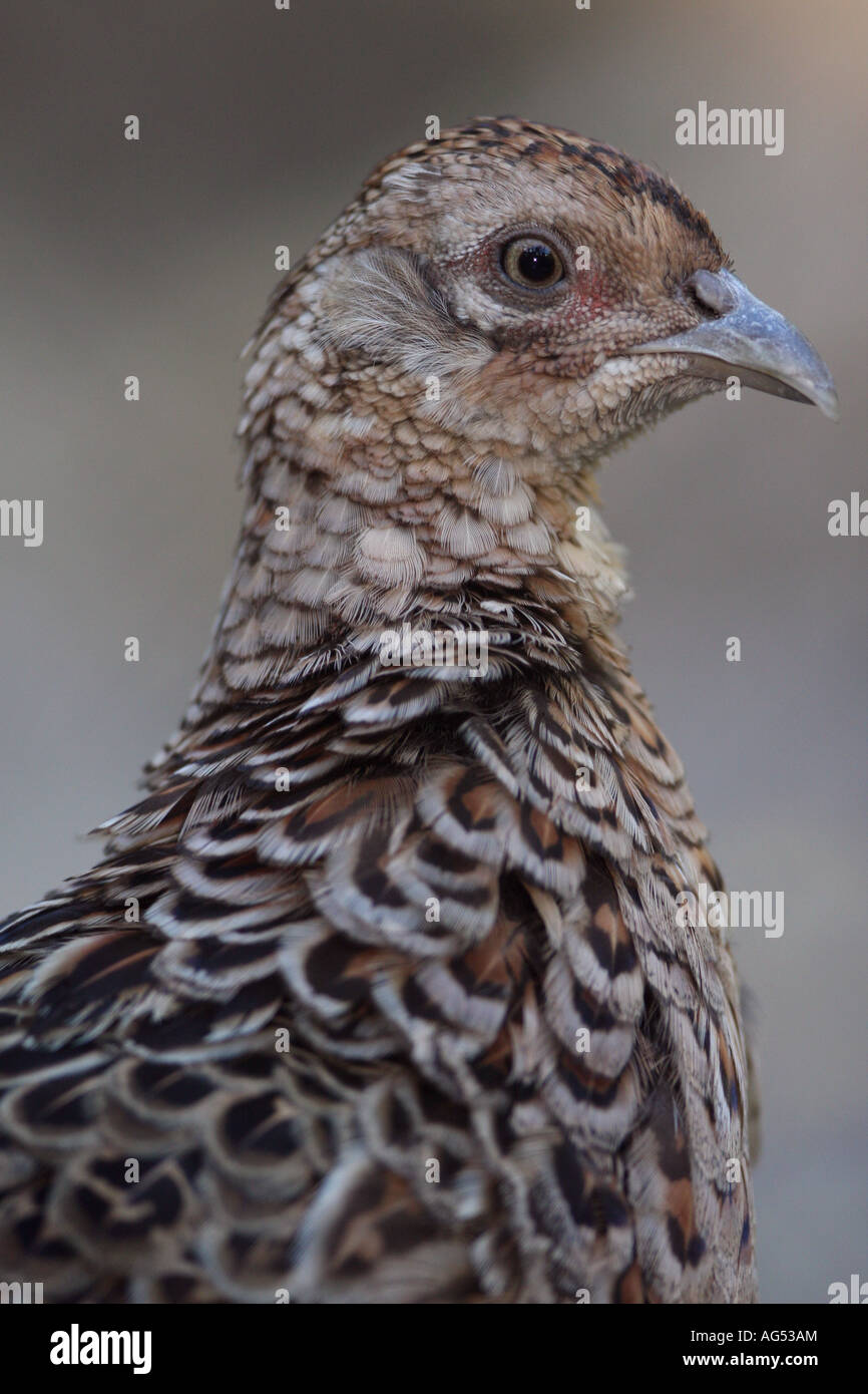 Le faisan commun Phasianus colchicus - poule Banque D'Images