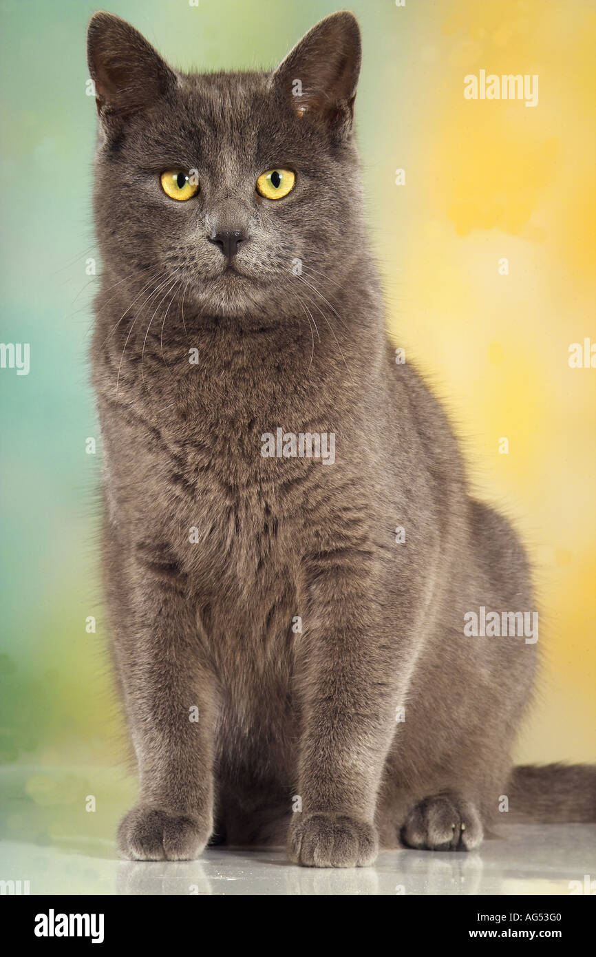 Chat Chartreux Banque De Photographies Et D Images A Haute Resolution Alamy