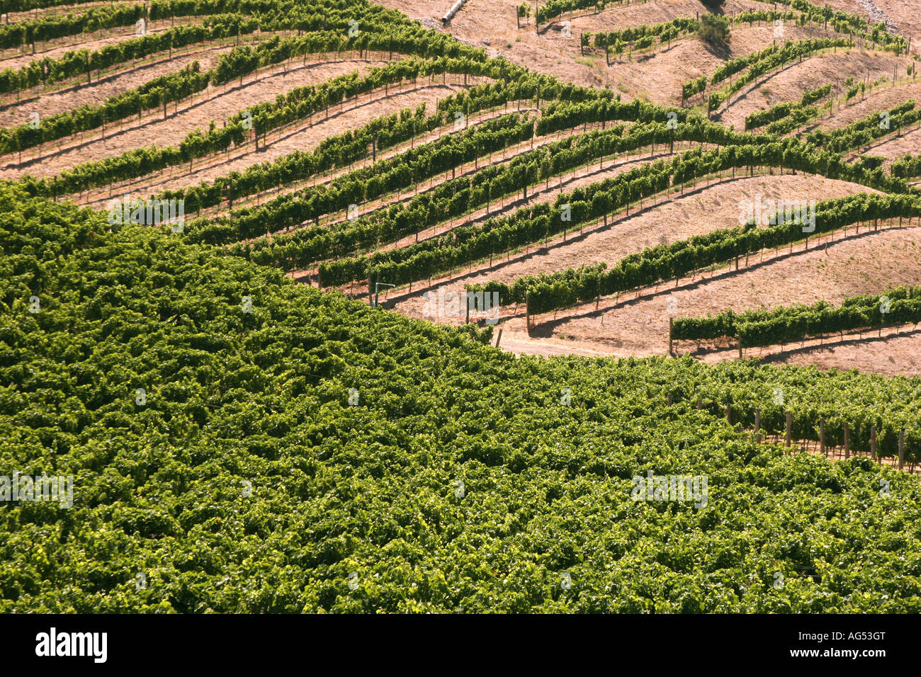 Vignes dans la vallée de Santa Ynez en Californie Banque D'Images
