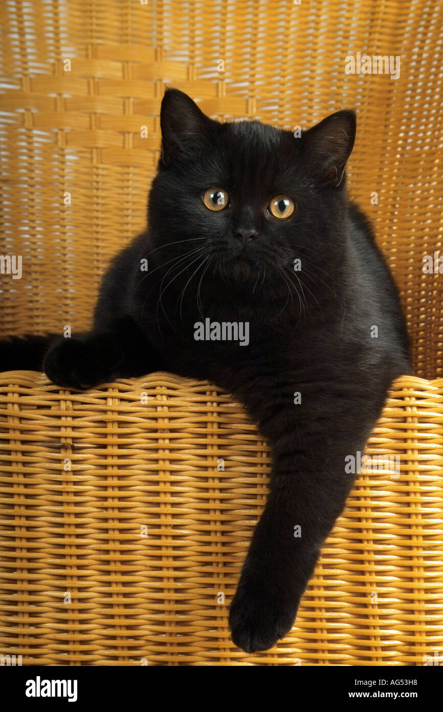 Black Cat - lying Banque D'Images