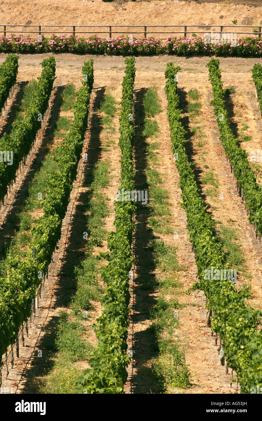 Vignes dans la vallée de Santa Ynez en Californie Banque D'Images