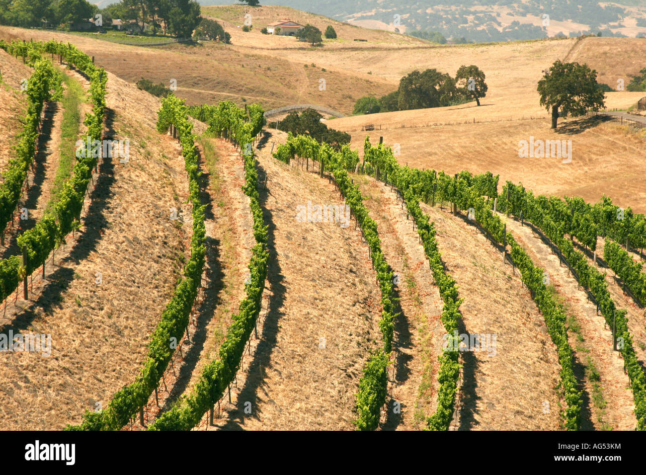 Vignes dans la vallée de Santa Ynez en Californie Banque D'Images