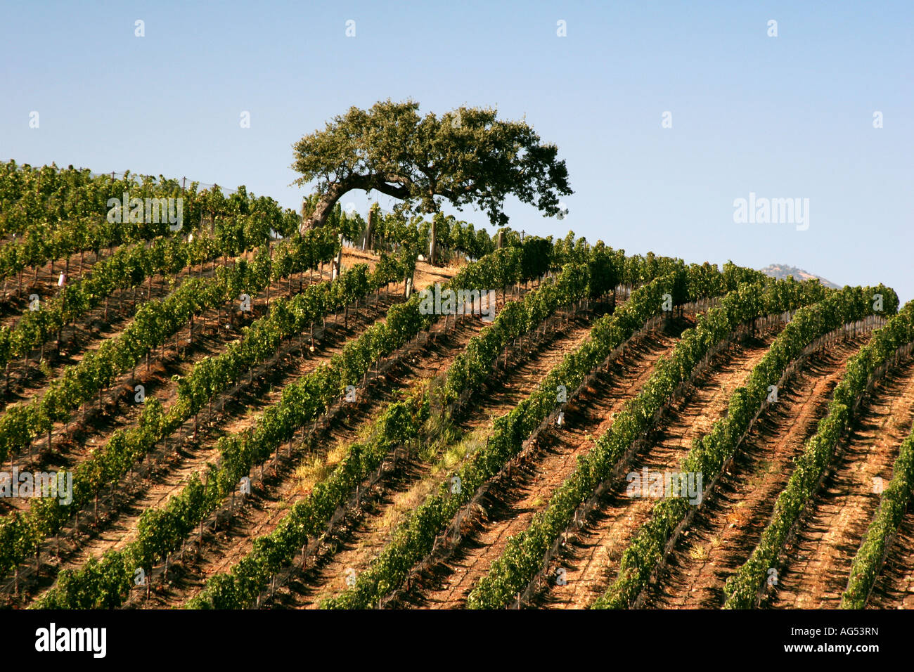 Vignes dans la vallée de Santa Ynez en Californie Banque D'Images