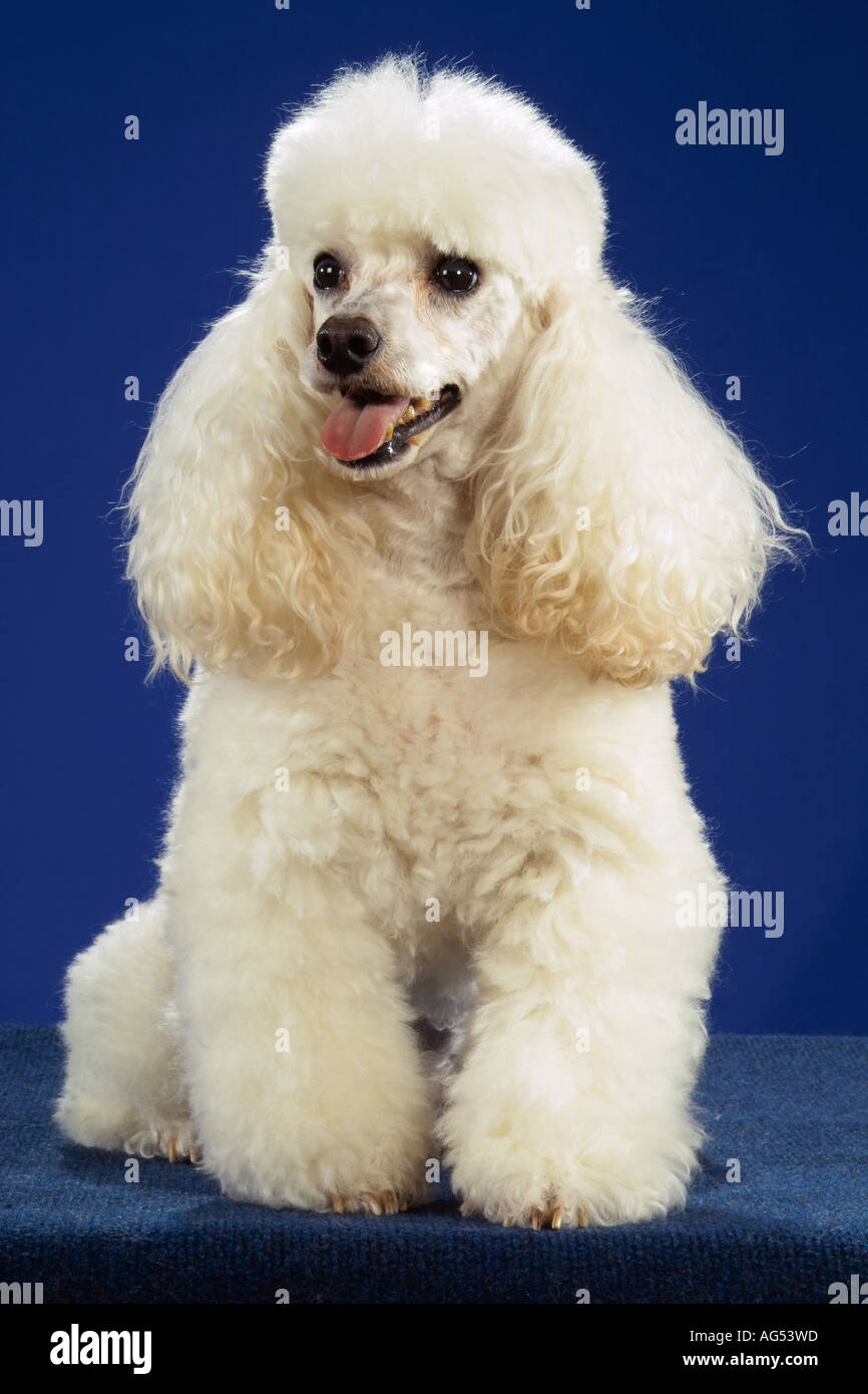 Caniche miniature blanc - assise - cut out Banque D'Images