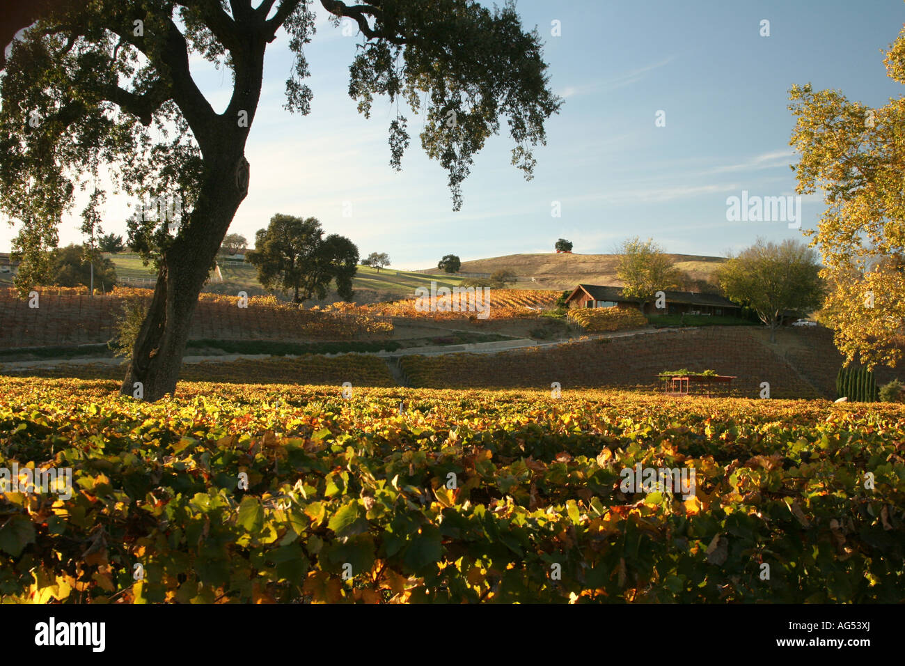 Vignes dans la vallée de Santa Ynez en Californie Banque D'Images