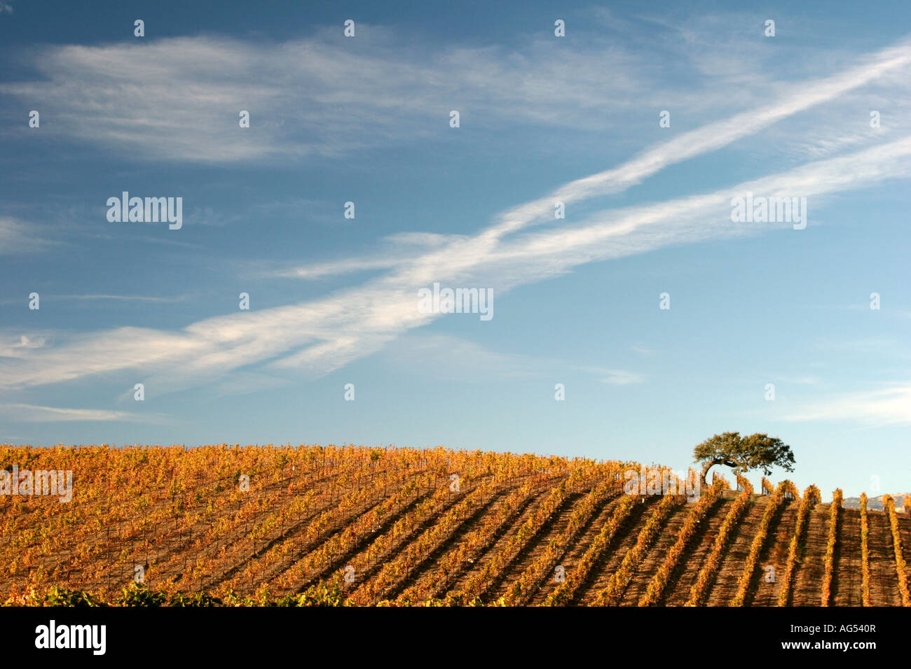 Vignes dans la vallée de Santa Ynez en Californie Banque D'Images