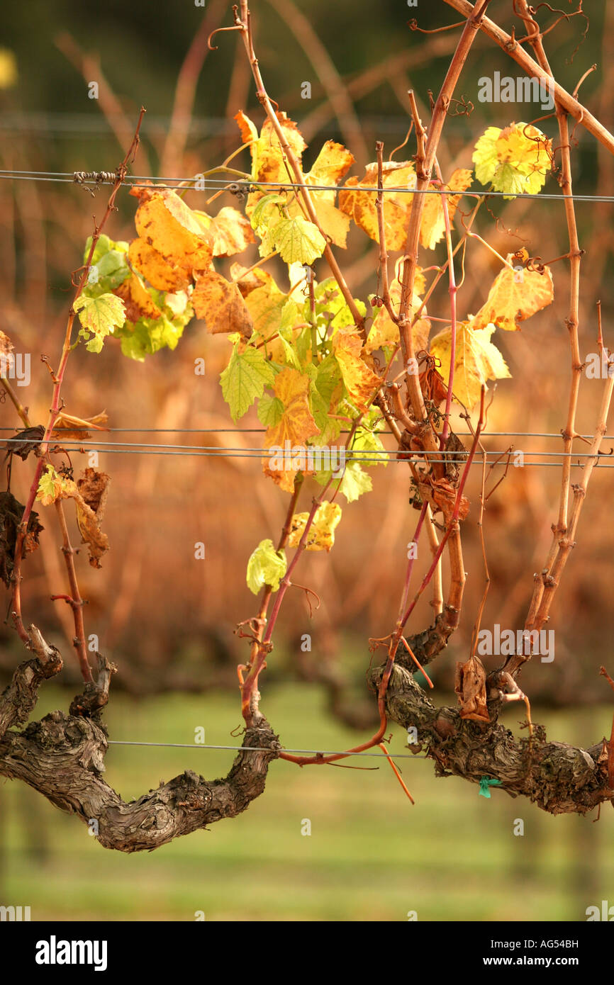 Vignes dans la vallée de Santa Ynez en Californie Banque D'Images