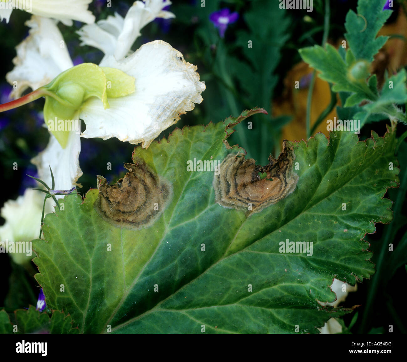 La moisissure grise Botrytis cinerea comme cible sur la tache Begonia x tuberhybrida Banque D'Images
