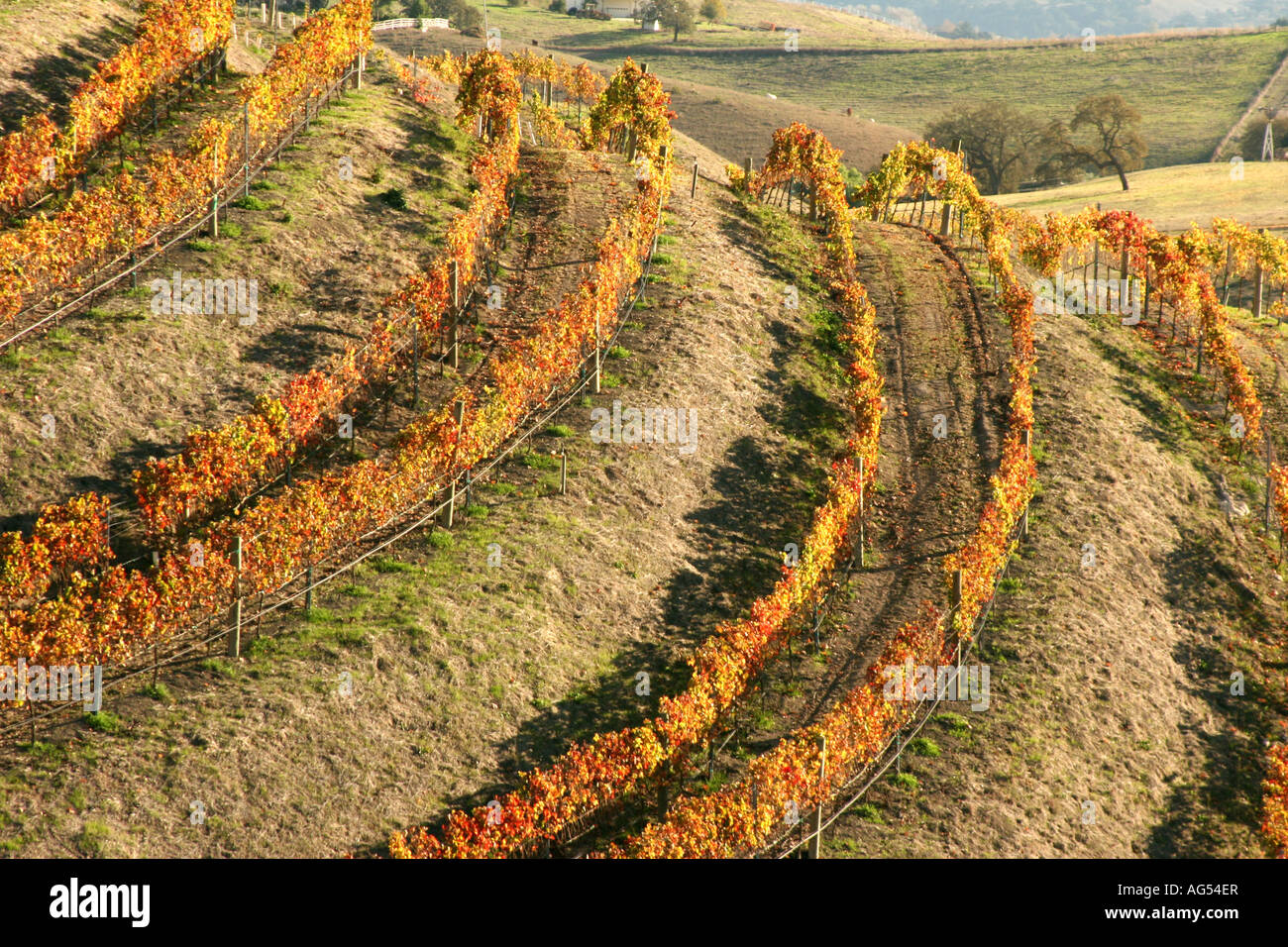 Vignes dans la vallée de Santa Ynez en Californie Banque D'Images