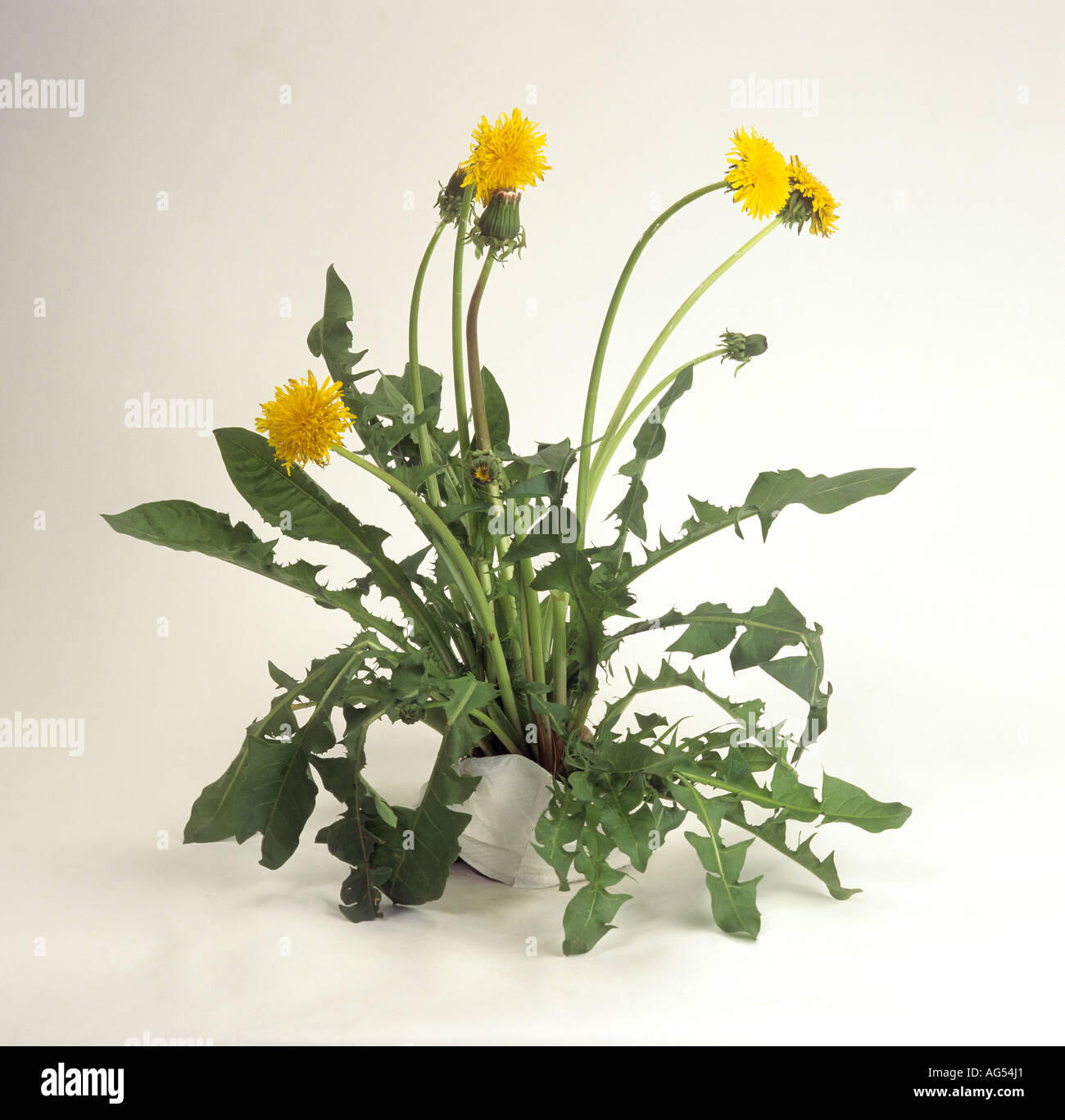 Taraxacum officinale pissenlit commun Banque D'Images