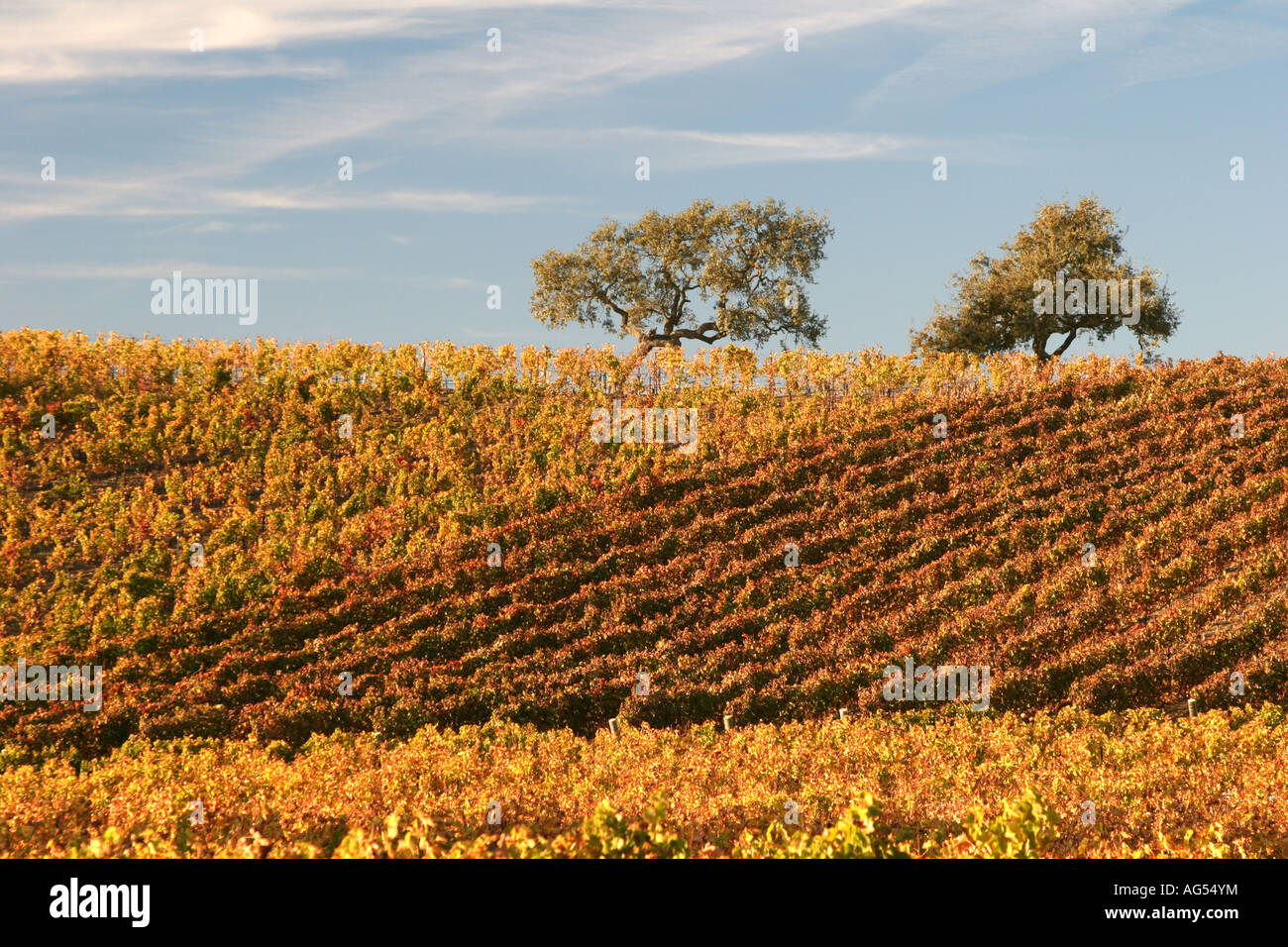Vignes dans la vallée de Santa Ynez en Californie Banque D'Images