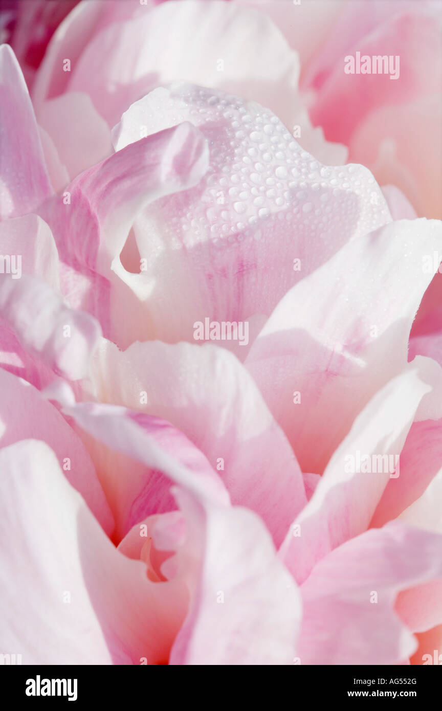 Paeonia lactiflora rose pivoine Sarah Bernhardt Banque D'Images