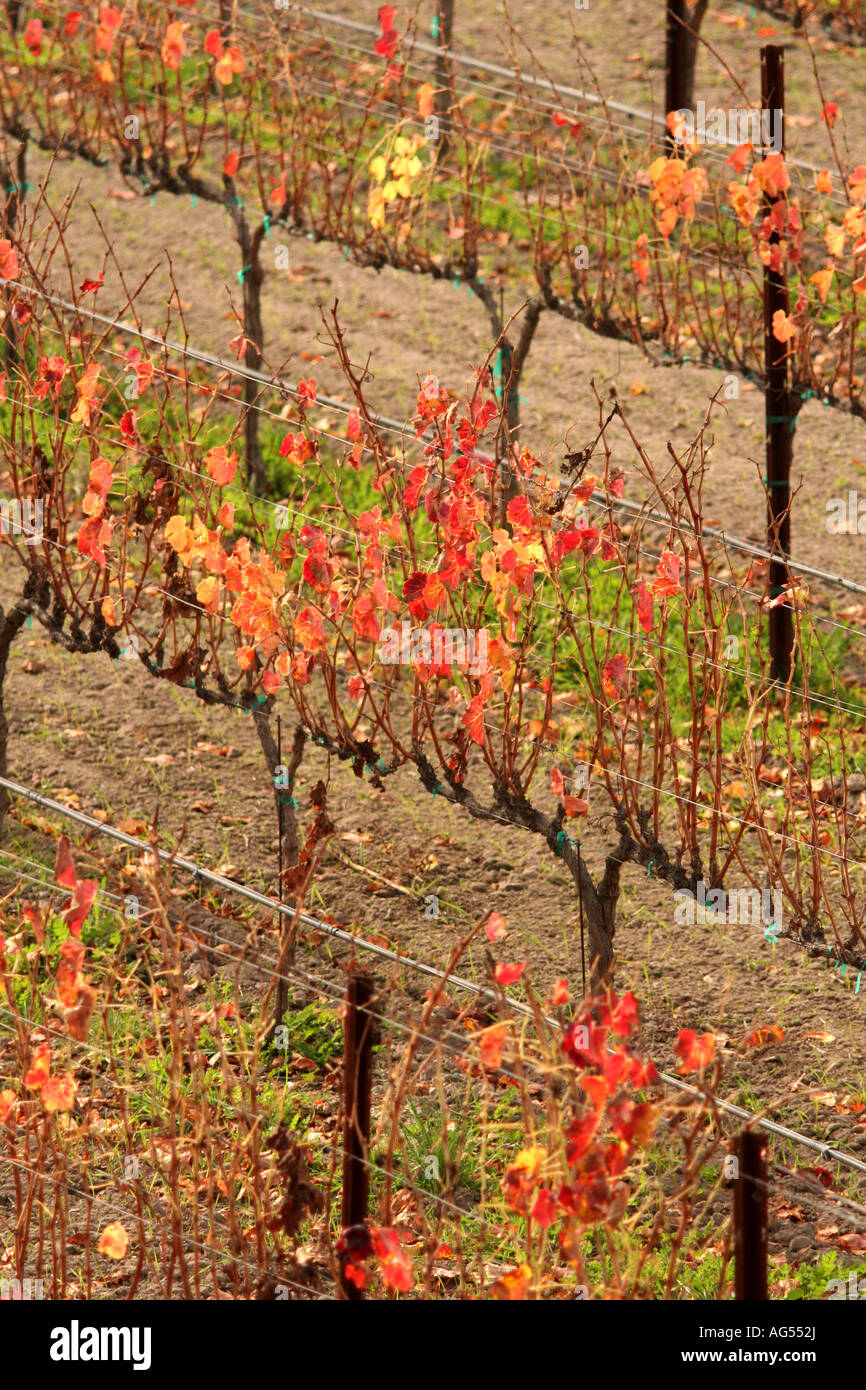 Vignes dans la vallée de Santa Ynez en Californie Banque D'Images
