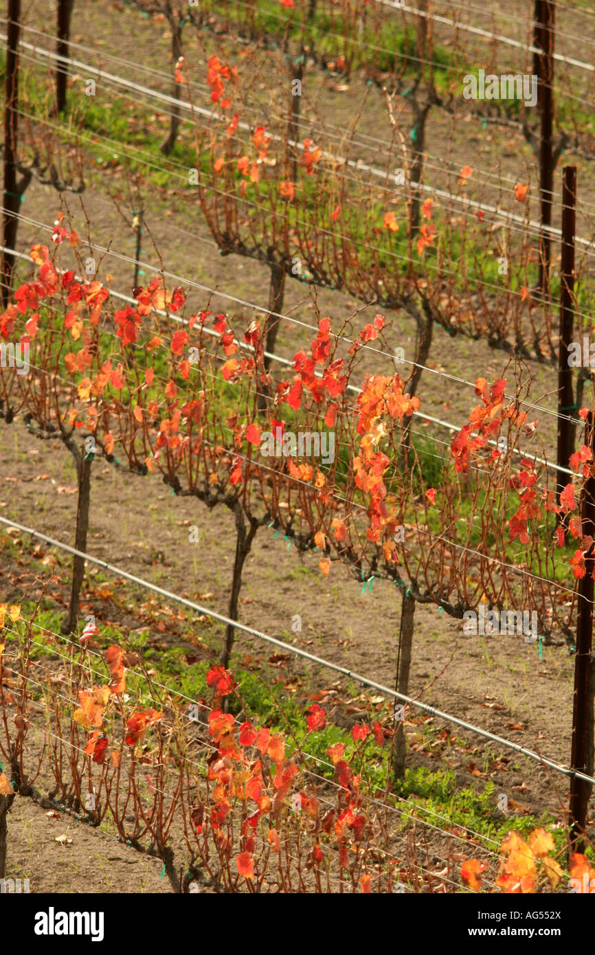 Vignes dans la vallée de Santa Ynez en Californie Banque D'Images