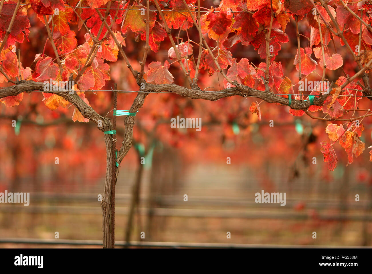 Vignes dans la vallée de Santa Ynez en Californie Banque D'Images