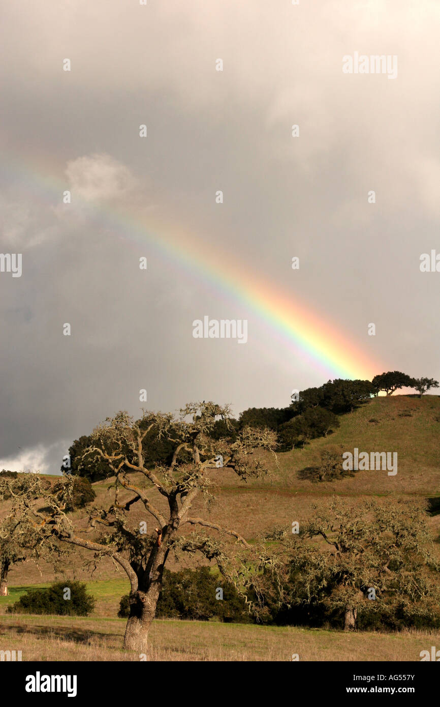 Vignes dans la vallée de Santa Ynez en Californie Banque D'Images