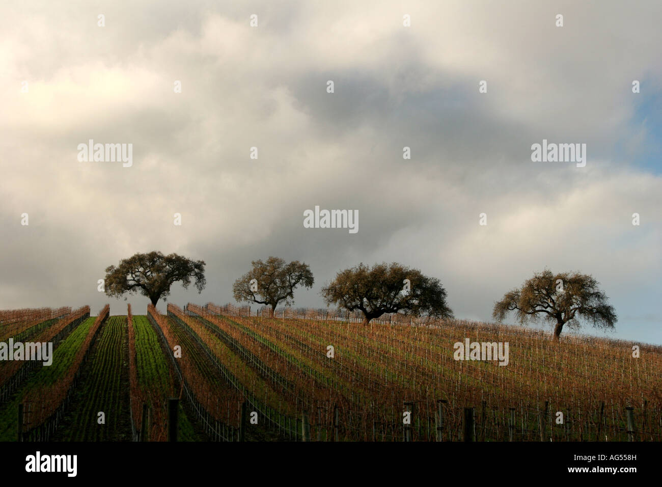 Vignes dans la vallée de Santa Ynez en Californie Banque D'Images