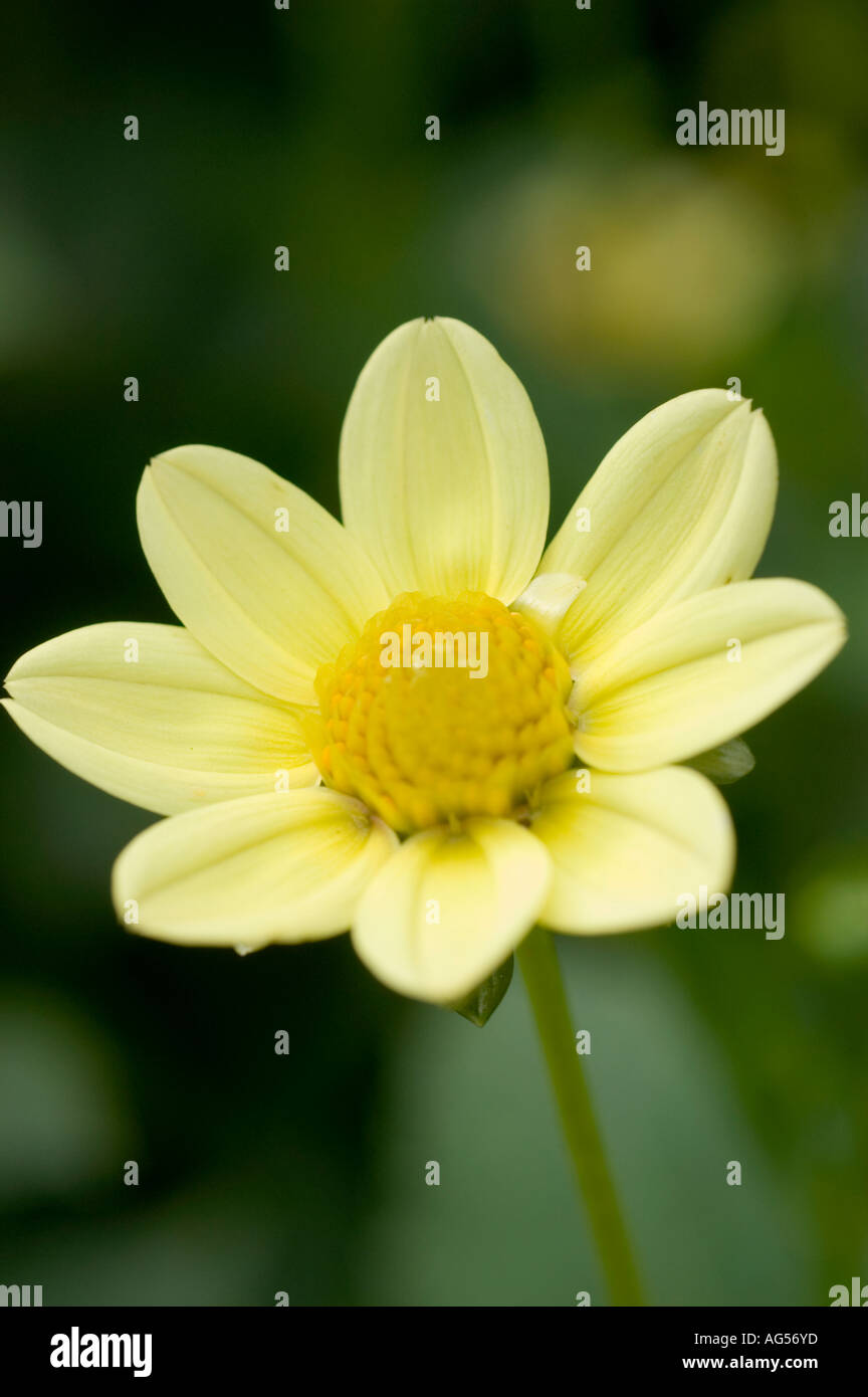 Fleur jaune libre de Dahlia Dahlia Topmix Compositae yellow Banque D'Images