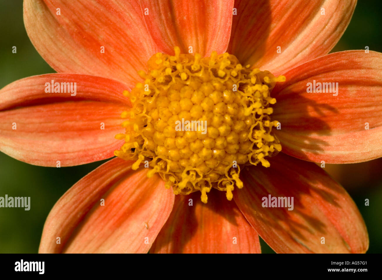 Gros plan de fleurs jaune orange de Dahlia Dahlia Topmix orange Compositae Banque D'Images