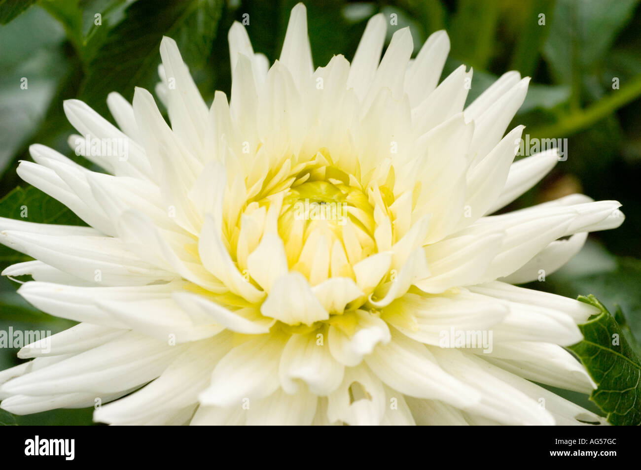 Fleur blanche libre de Dahlia Dahlia Compositae Banque D'Images