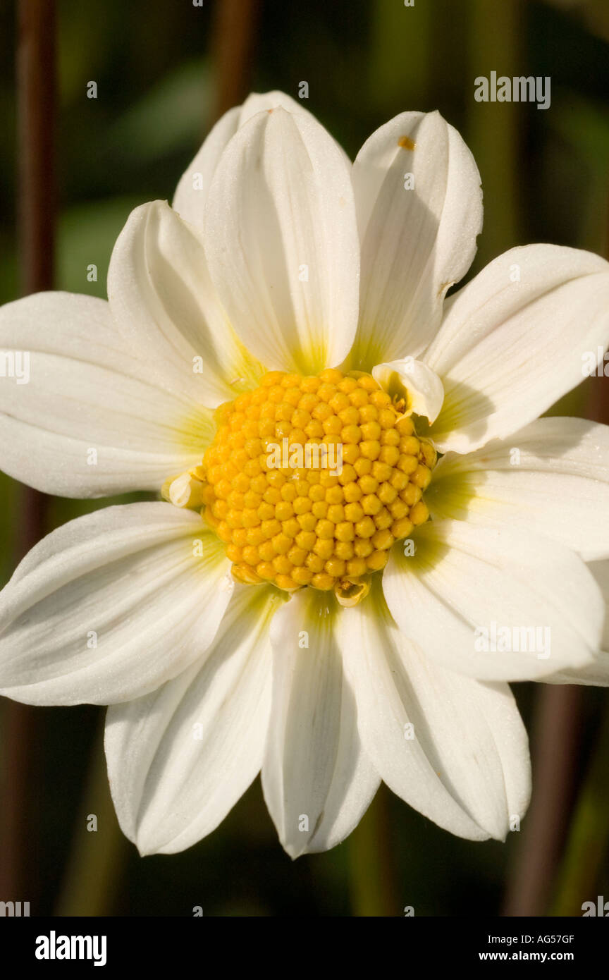 Gros plan de fleur jaune blanc Dahlia Dahlia Topmix Compositae white Banque D'Images