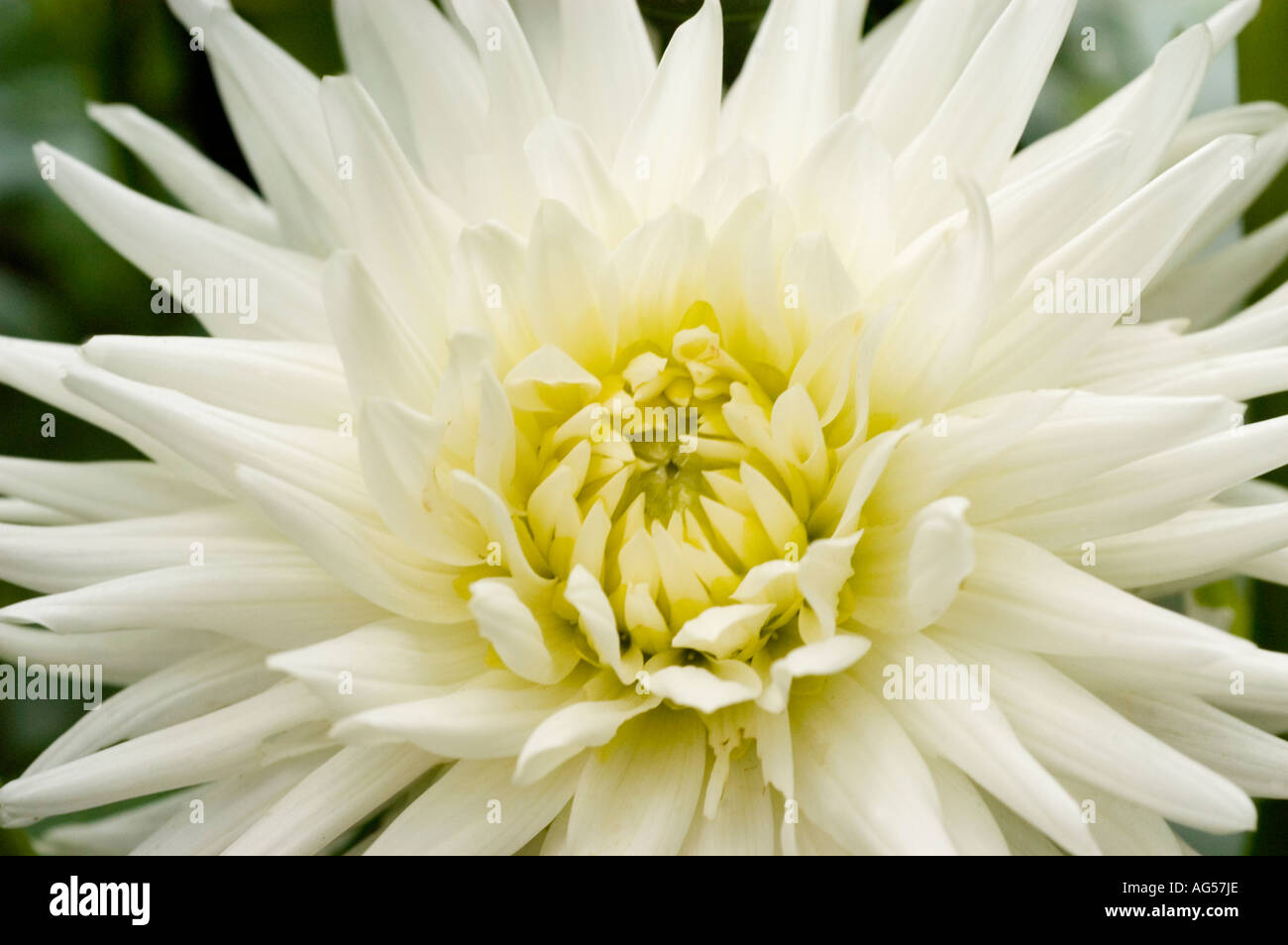 Fleur blanche libre de Dahlia Dahlia Compositae Banque D'Images
