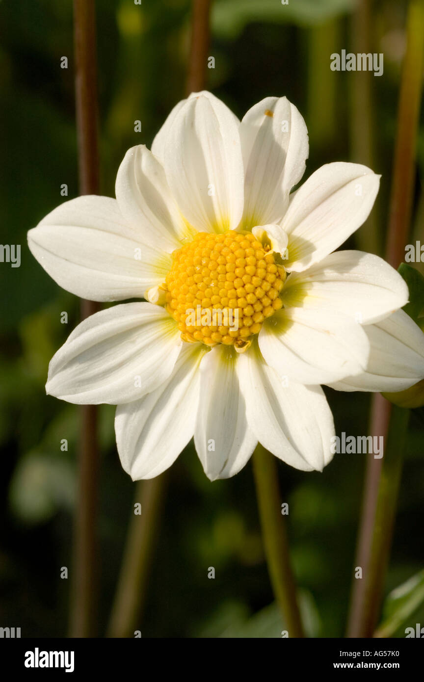 Gros plan de fleur jaune blanc Dahlia Dahlia Topmix Compositae white Banque D'Images