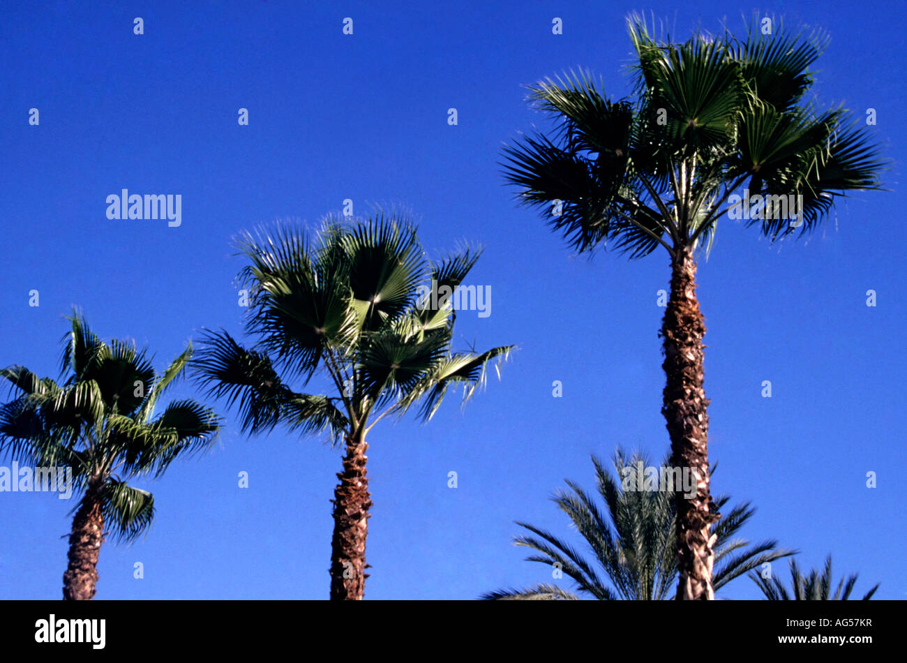 Palmiers dans le sud de la Californie Banque D'Images
