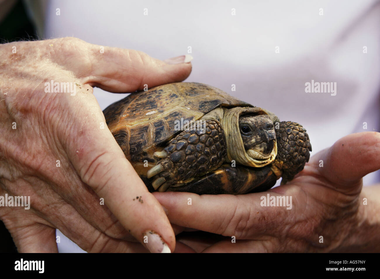 Tortue tabatière Terrapene carolina Banque D'Images
