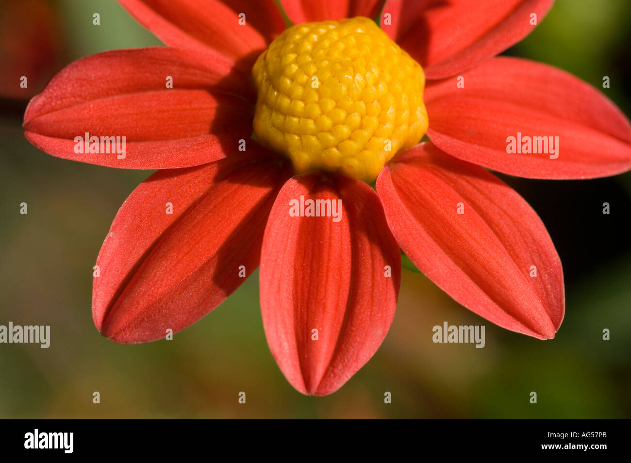 Gros plan de fleur jaune rouge Dahlia Dahlia Topmix Compositae rose Banque D'Images