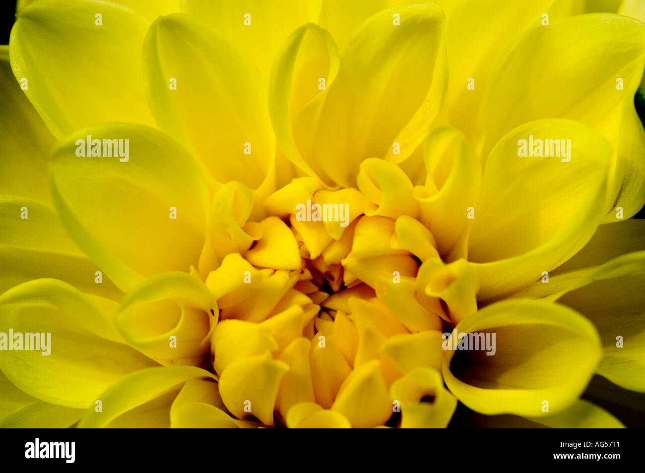 Fleur jaune libre de Dahlia Dahlia Sisa Compositae Banque D'Images