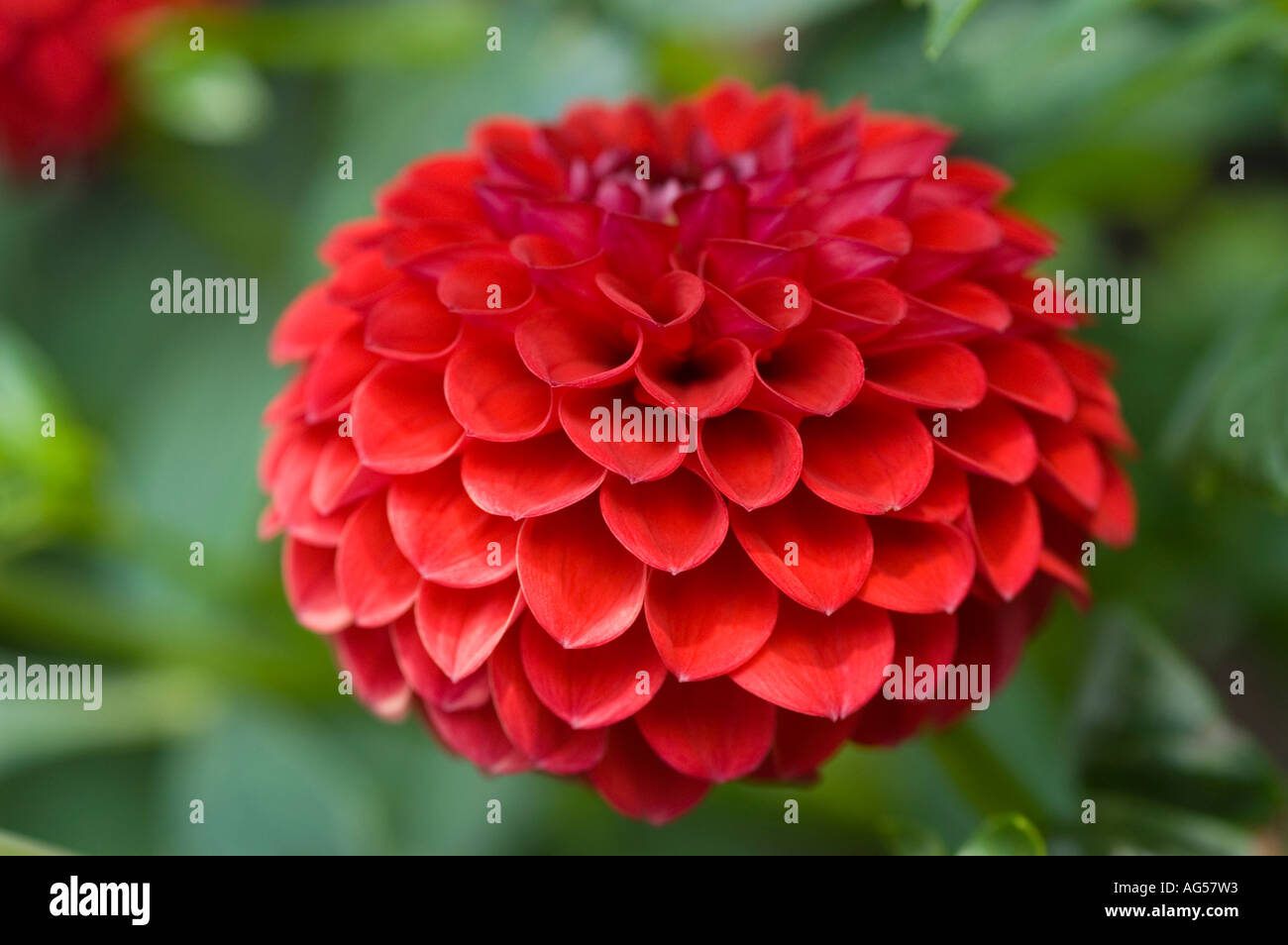 Gros plan de fleur rouge Dahlia Dahlia Compositae Banque D'Images