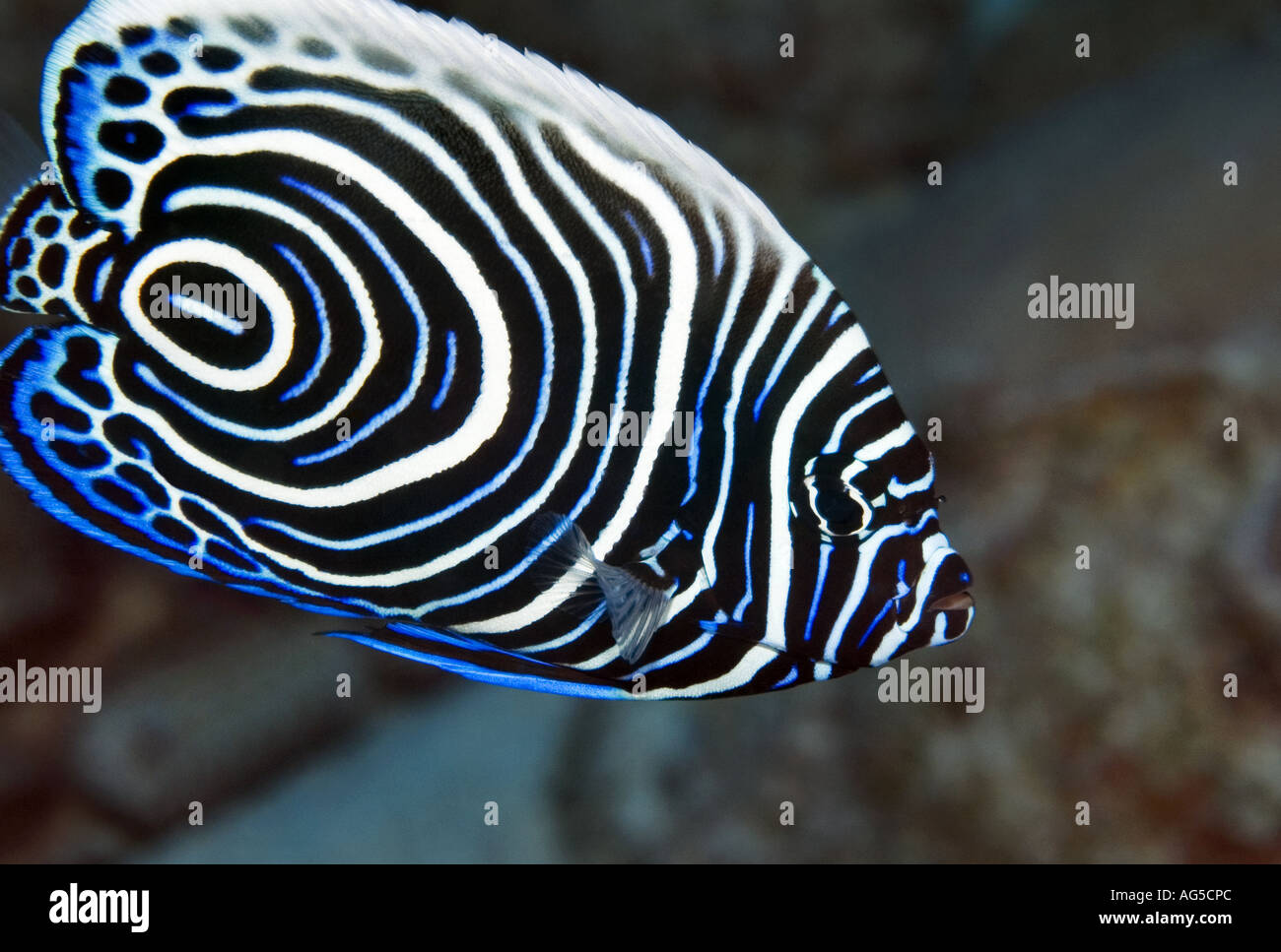 Close-up of juvenile imperator angelfish Banque D'Images