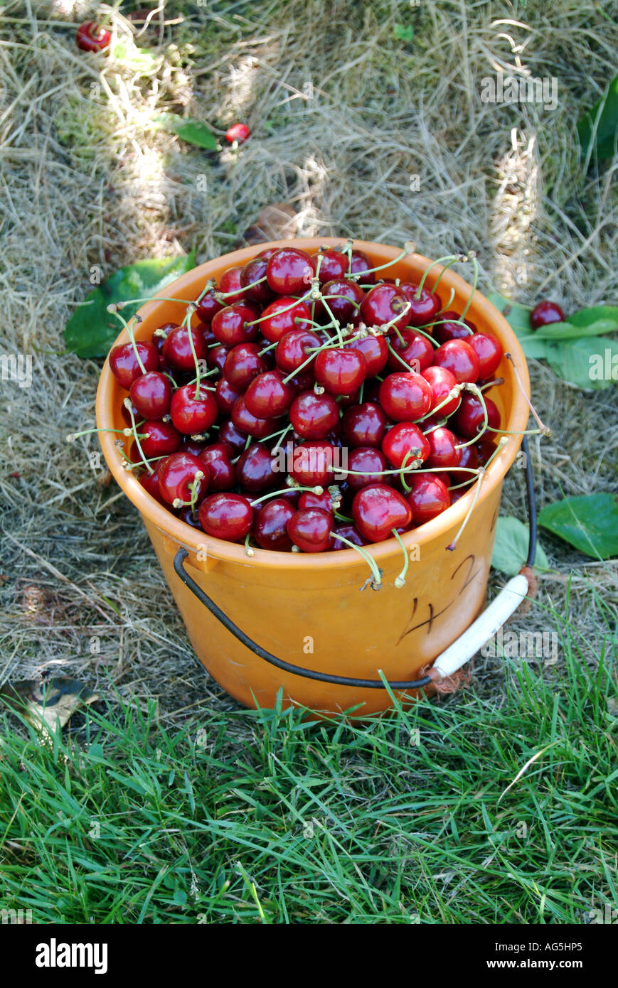 Cueillette de cerises Banque D'Images