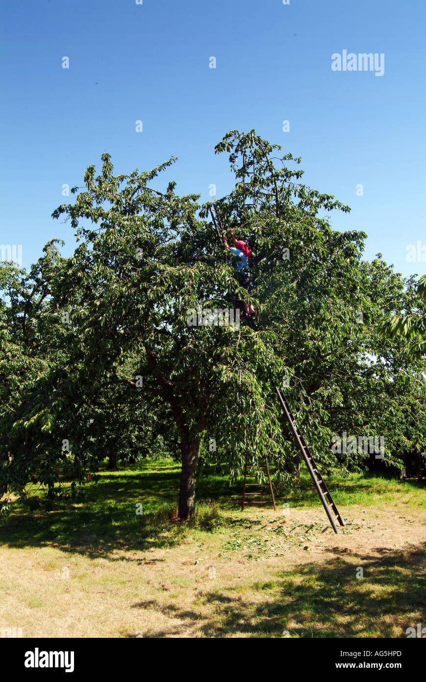 Cerisaie Banque D'Images