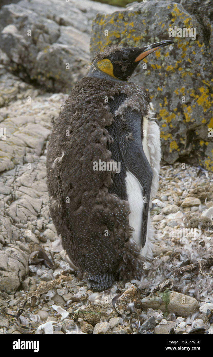 Manchot royal Aptenodytes patagonicus dans oiseaux muent Falkland Banque D'Images