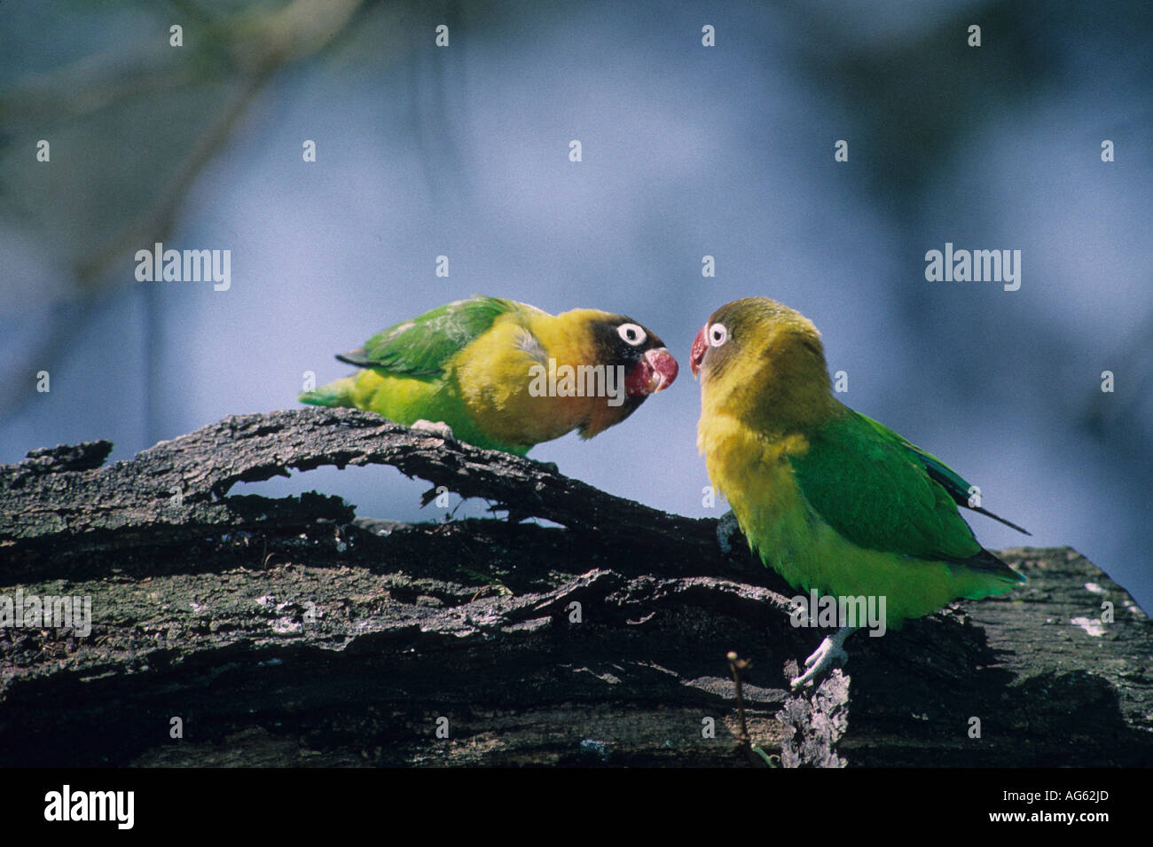 Fischer inséparable à collier jaune Agapornis personata fischeri x hybride Banque D'Images