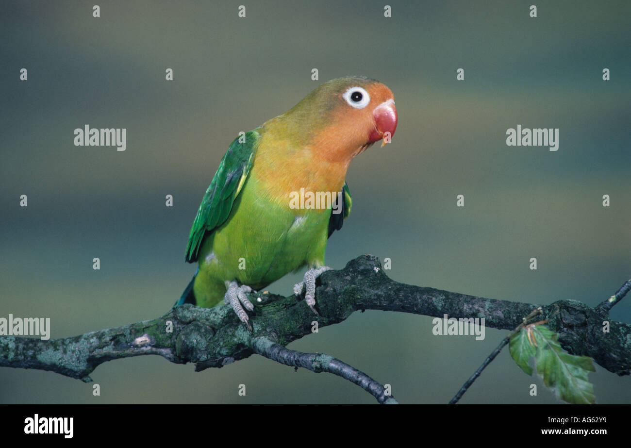 Inséparable de Fischer Agapornis fischeri perché s Banque D'Images