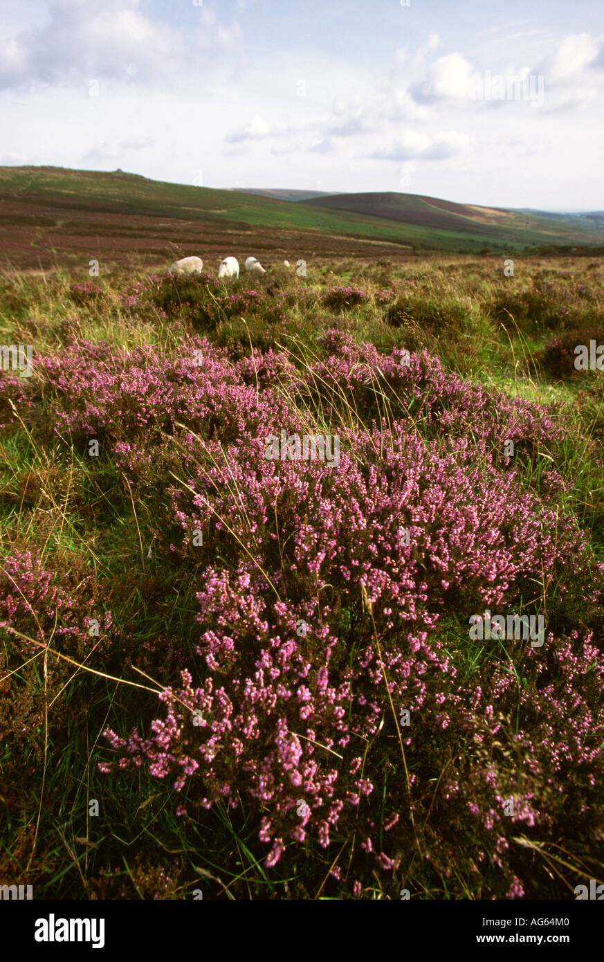 Devon Dartmoor Bennetts Cross près de chez les moutons Postbridge Heather Banque D'Images