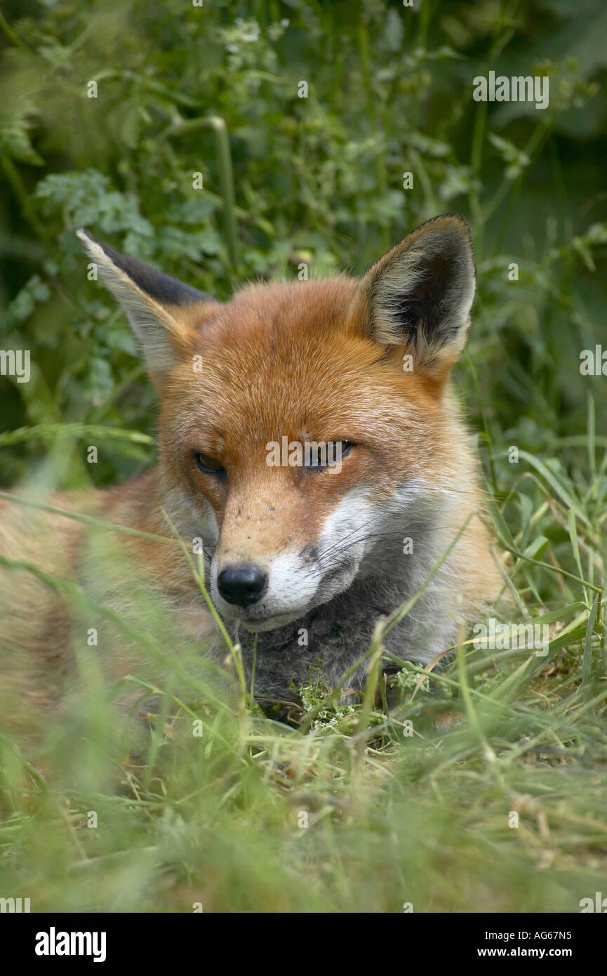 Un adulte seul Red Fox (Vulpes vulpes) couché dans l'herbe détendue Banque D'Images