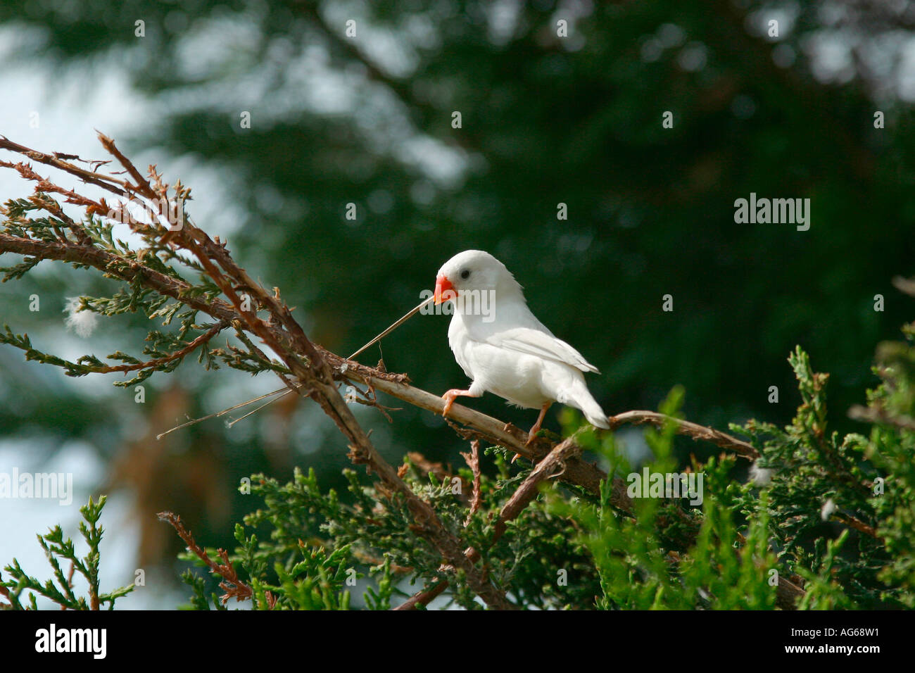 Blanc diamant mandarin (Taeniopygia guttata) avec matériel de nidification en bec. Banque D'Images