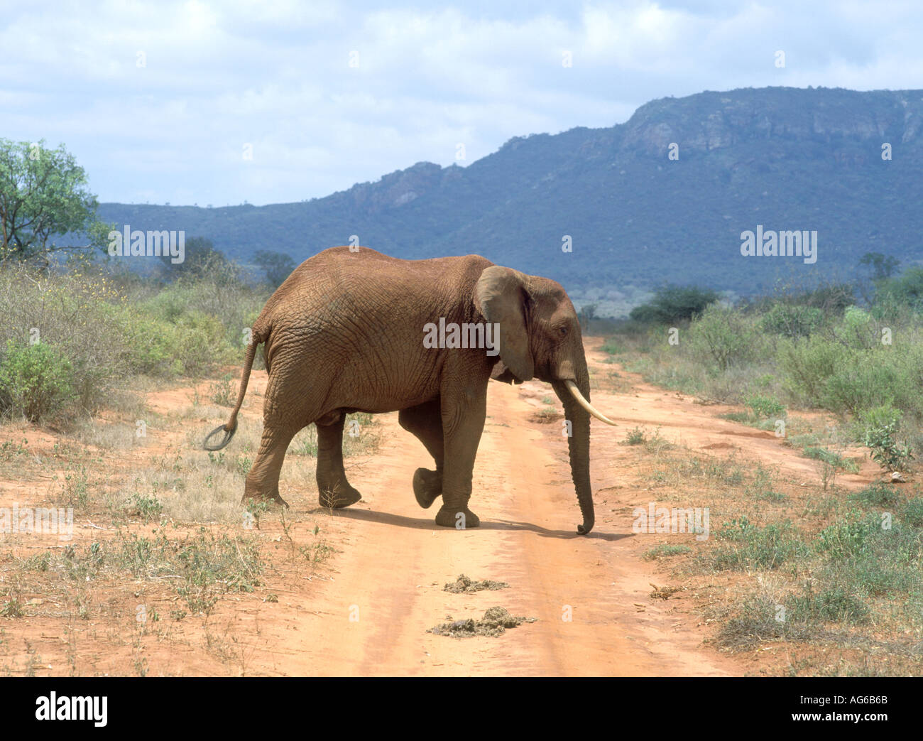 Un éléphant croise un chemin de terre en Afrique Kenya Banque D'Images
