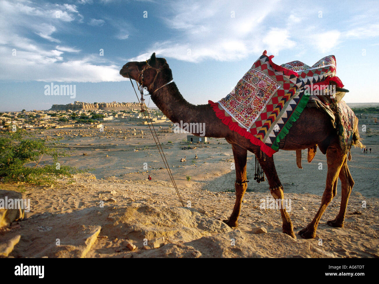 Inde Rajasthan Jaisalmer fort du yas Ki Chhatri avec camel Banque D'Images