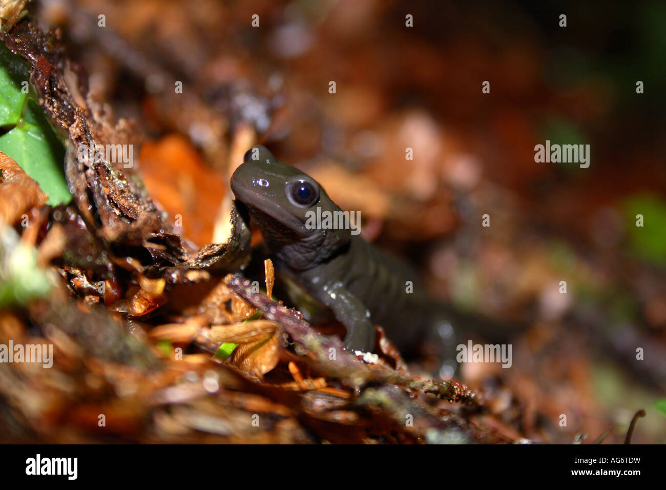 Salamandre alpestre dans la forêt Dinarique Sneznik sur plateau, Slovénie Banque D'Images