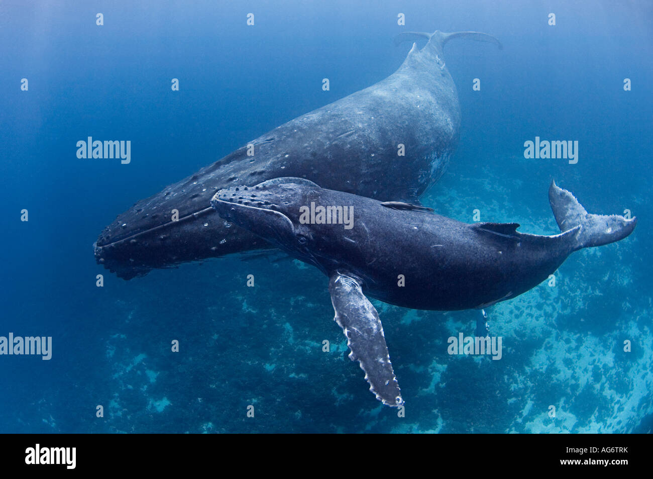Les baleines à bosse (Megaptera novaeangliae) à Vava'u, Royaume de Tonga, un lieu de reproduction et de mise bas pour les baleines dans le Pacifique. Banque D'Images