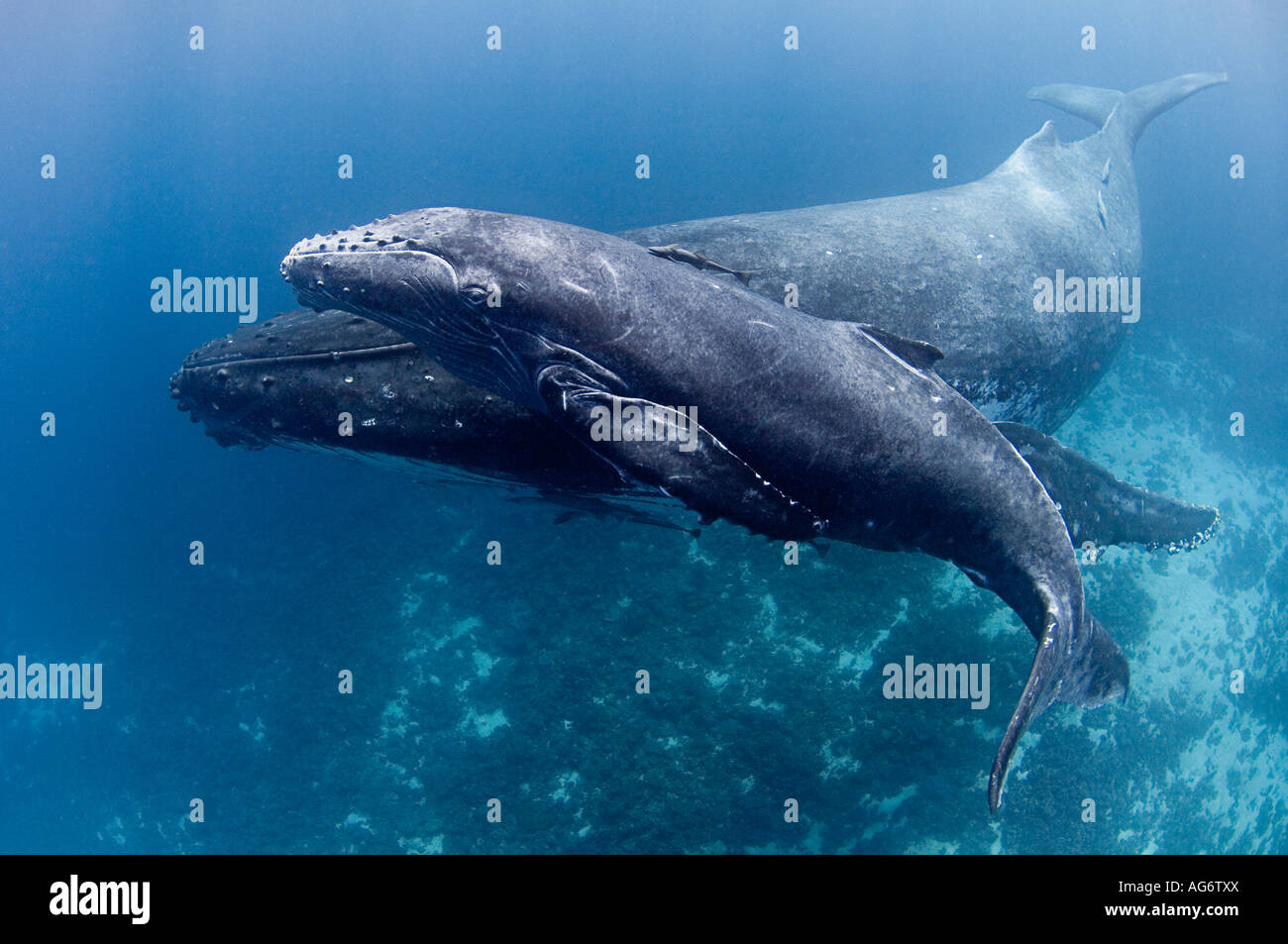 Les baleines à bosse (Megaptera novaeangliae) à Vava'u, Royaume de Tonga, un lieu de reproduction et de mise bas pour les baleines dans le Pacifique. Banque D'Images